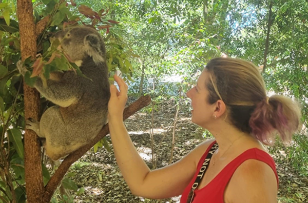A woman reaches out toward a koala in a tree. 