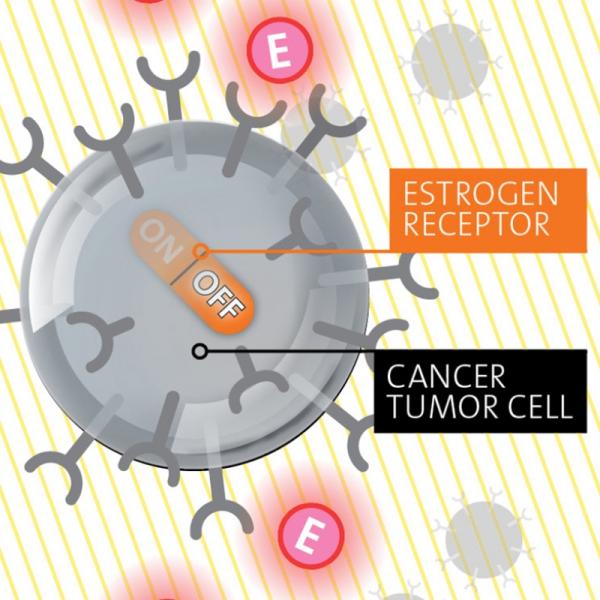 graphic of an estrogen receptor on/off switch within a cancer tumor cell