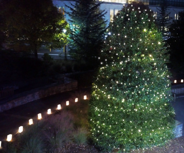 Tree of Hope shining brightly in the night covered with christmas lights 