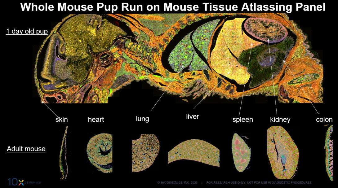 Whole pup run on mouse tissue atlassing panel 